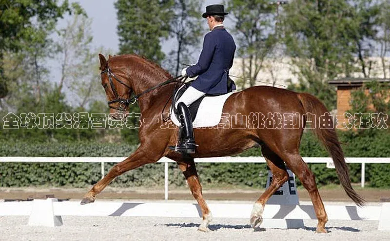全球顶尖滑雪赛事一览：从高山挑战到自由式狂欢